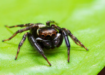 Close up jumping spiders on the leaves .