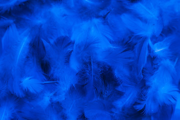 Beautiful abstract colorful purple and blue feathers on black background and soft white pink feather texture on white pattern and blue background