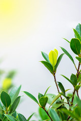 The trees are budding leaves.