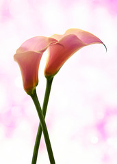 pareja de flores con un fondo rosa desbocado