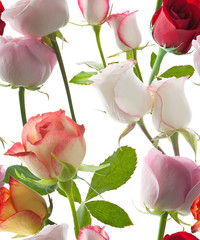 Fondo de varios tipos de rosas formando un patrón