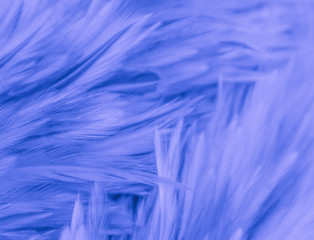Beautiful abstract colorful blue and purple feathers on black background and soft white pink feather texture on white pattern and purple background