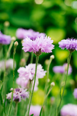 The flowers are lilac cornflowers in a green grass