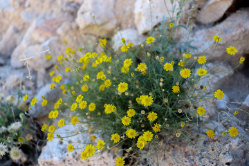 Las flores de las montañas