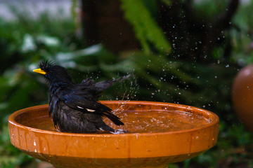 Little birds are take bath