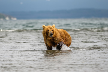 Ruling the landscape, brown bears of Kamchatka (Ursus arctos beringianus)