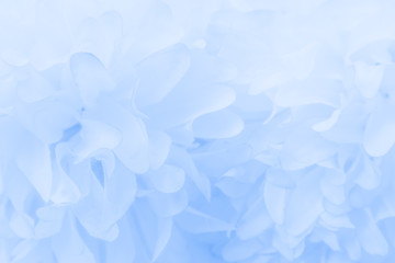 Beautiful abstract color purple and blue flowers on white background and light blue flower frame...