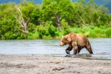 Ruling the landscape, brown bears of Kamchatka (Ursus arctos beringianus)