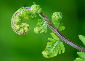 Close up the spiral of leaves.