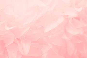 Obraz premium Beautiful abstract color white and pink flowers on white background and white flower frame and orange leaves background texture, flowers banner