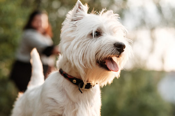 Portrait of One West Highland White Terrier in the Park