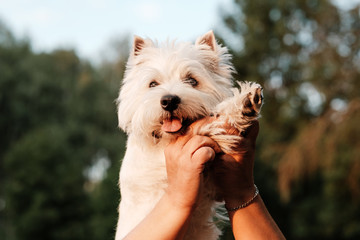 Portrait of One West Highland White Terrier in the Park