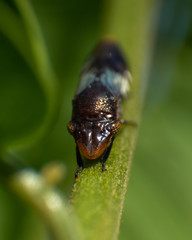 insect on stem