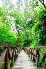 wooden bridge road in a rainforest landscape