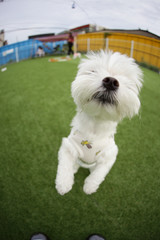 Fun puppies in a private playground	