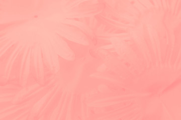 Obraz premium Beautiful abstract color white and pink flowers on white background and white flower frame and orange leaves background texture, flowers banner