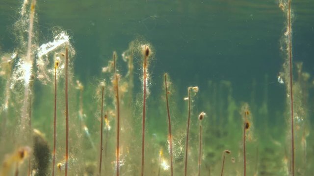 Close-up shot of filamentous algae growing over water lobelia stems