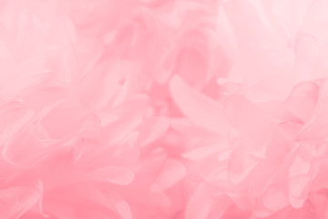 Fototapeta premium Beautiful abstract color white and pink flowers on white background and white flower frame and orange leaves background texture, flowers banner