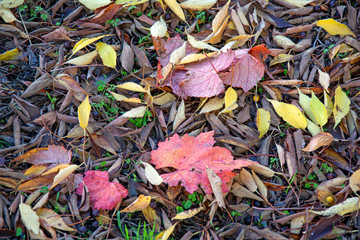 Manto de hojas secas. Otoño / Mantle of dried leaves. Autumn