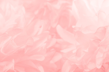 Fototapeta premium Beautiful abstract light pink feathers on white background, white feather frame on pink texture pattern and pink background, love theme wallpaper and valentines day, white gradient