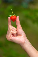 Obraz premium The farmer holds a freshly picked organic strawberry in his hand. Image