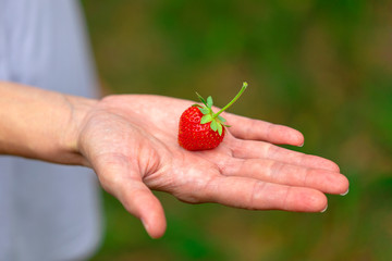 The farmer holds a freshly picked organic strawberry in his hand. Image