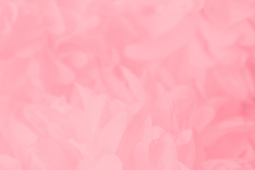 Beautiful abstract color white and pink flowers on white background and white flower frame and orange leaves background texture, flowers banner