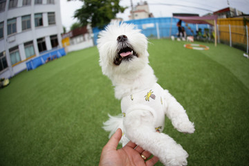 Fun puppies in a private playground	