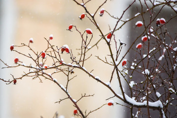Snow covered fruits of Eglantine rose (Rosa rubiginosa).