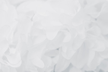 Beautiful abstract color blue and white flowers on white  background and pink flower frame and white and  background texture, flowers banner 