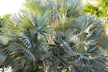  Palm with silver-blue leaves.   Brahea. Arecaceae Family