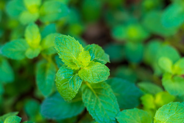 Peppermint Tree on the pot.