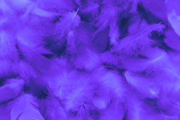 Beautiful abstract colorful blue and purple feathers on black background and soft white pink feather texture on white pattern and purple background