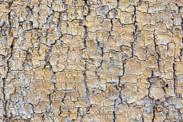 The Patterns of Trees.