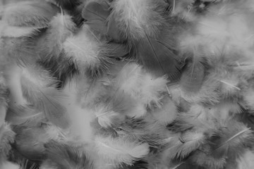Beautiful abstract color white feathers on colorful black background and soft white feather texture on white pattern