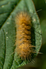 blonde hairy caterpillar