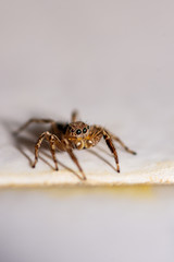 Close up jumping spiders on the wall.