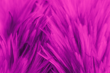 Obraz premium Beautiful abstract colorful white and red feathers on black dark background and soft white pink feather texture on white pattern