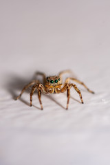 Close up jumping spiders on the wall.