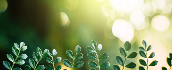 The leaves and the sunlight with copy space for text - panoramic background