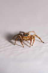 Close up jumping spiders on the wall.