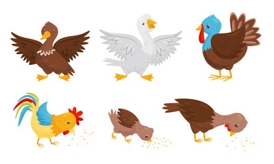 Farm Birds Collection, Poultry Chicks Breeding Duck, Rooster, Goose, Turkey Vector Illustration