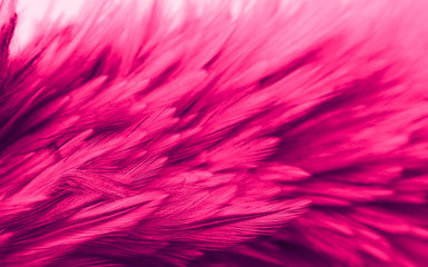 Beautiful abstract colorful white and red feathers on black dark background and soft white pink feather texture on white pattern