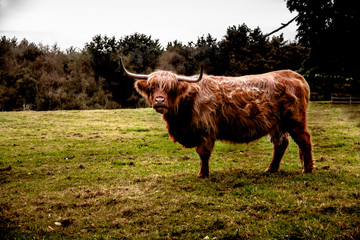 Schottlisches Highland Longhorn Rind auf Weide