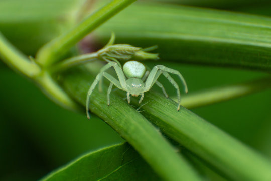 little white spider on grass