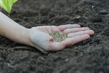 Planting lettuce at home in tall pots