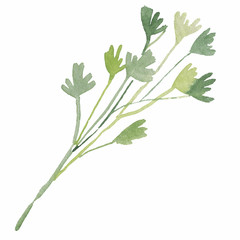 parsley Illustration on white background. cute watercolor