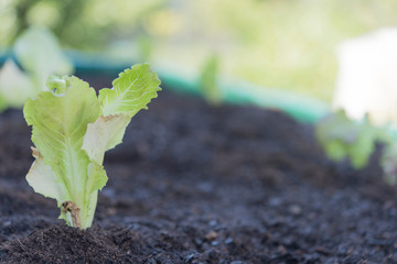 Woman planting lettuce in the home garden