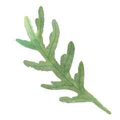 arugula rucola, rocket salad fresh green leaves and outlines isolated over white background.