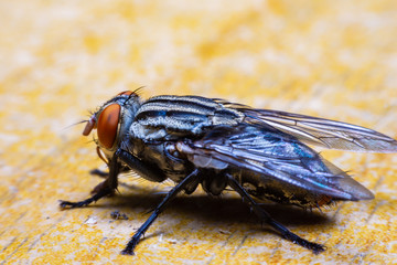 Close Up Big flies on the table